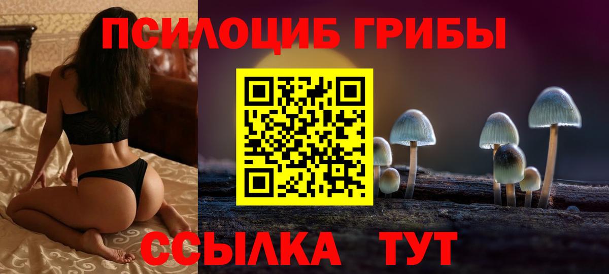 Псилоцибиновые грибы Psilocybe Красноярск